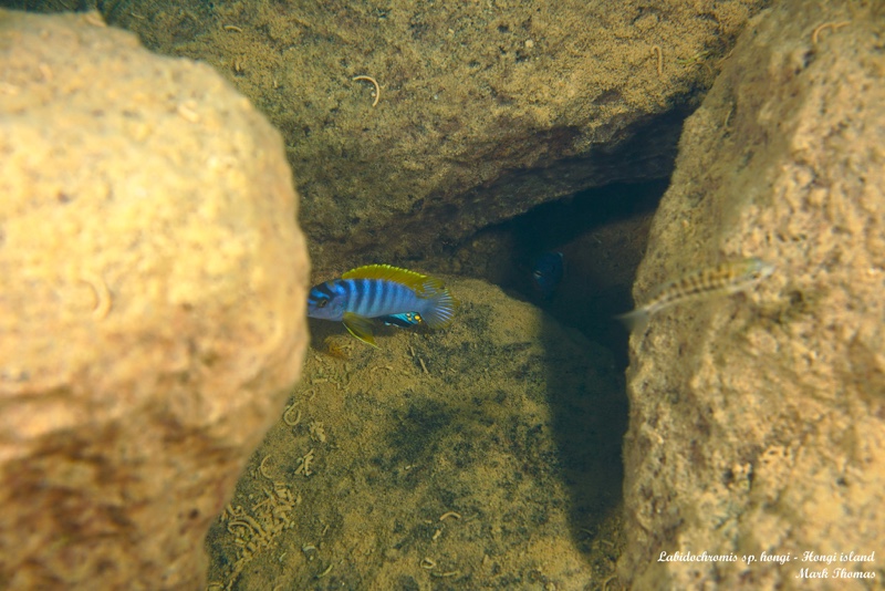 Labidochromis sp. 'hongi' Hongi Island